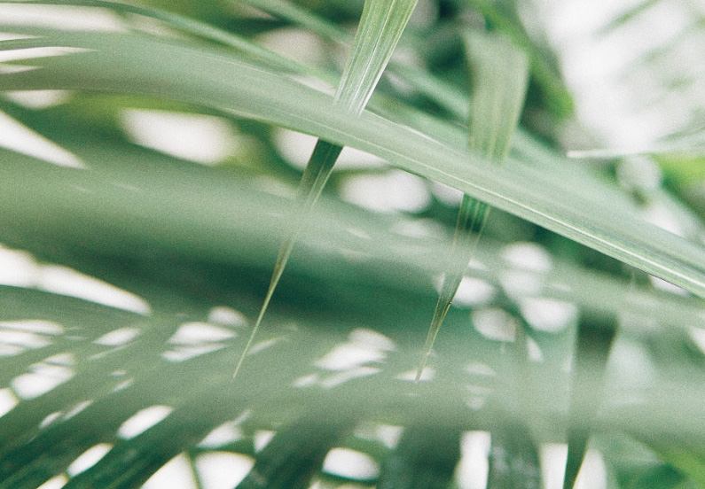 grainy up close photo of palm leaves